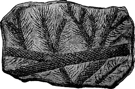 古老的雕刻 新陈代金树枝绘画历史植物群黑色艺术插图蚀刻叶子艺术品石松类图片