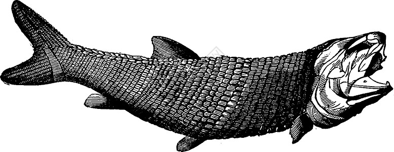 雕刻板岩脊椎动物海洋蚀刻绘画化石野生动物动物古董生物学图片