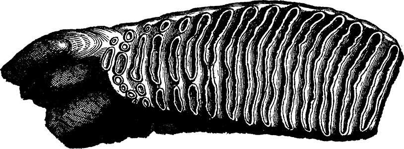 长毛象的摩尔牙 古代雕刻图片