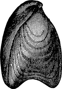 古代雕刻生物尺寸历史性古生物学艺术古董灭绝蜥蜴动物白色图片