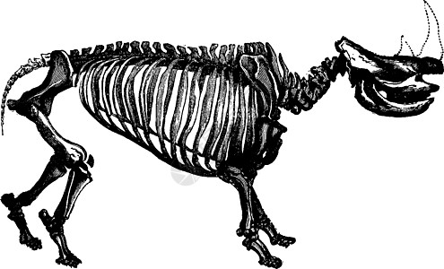 犀牛骨骼 古代雕刻图片