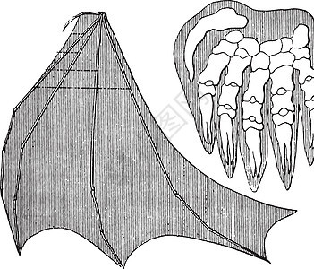 生物的有机团结和亲缘关系 蝙蝠 古代雕刻图片