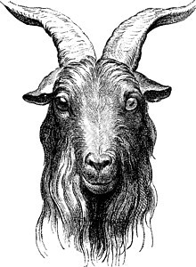 山羊 古代雕刻白色喇叭行为学动物群历史性生物学家畜野生动物古董历史图片
