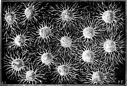 第一个生物体 协会雕刻图片