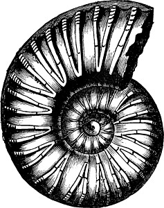 安蒙尼思充气 古代雕刻历史性蚀刻胀气灭绝生物黑色历史动物菊科生物学图片