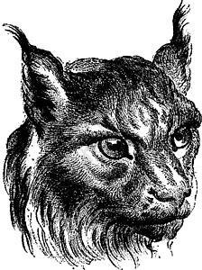猫 老古董雕刻黑色野生动物历史性插图生物绘画宠物荒野艺术品艺术图片