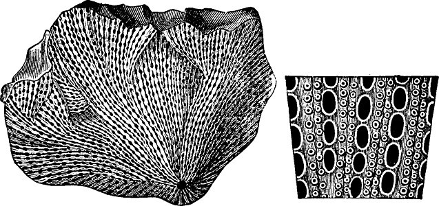 二叠纪时期的软体动物复古雕刻图片