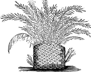 三叠纪时期的苏铁植物复古雕刻图片