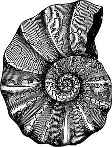 绝技 陈年雕刻石头历史性动物龟类软体艺术品艺术海洋古生物学线圈图片