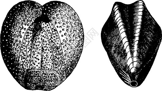 白垩纪复古雕刻的化石海胆古董珊瑚动物古生物学灭绝历史雕刻生物生物学图片