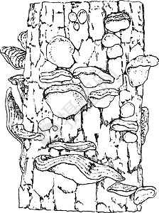 树皮覆盖树木树皮的 Stereum 外饰概念手历史立体声火鸡绘画植物学白色植物生物学历史性陆地图片