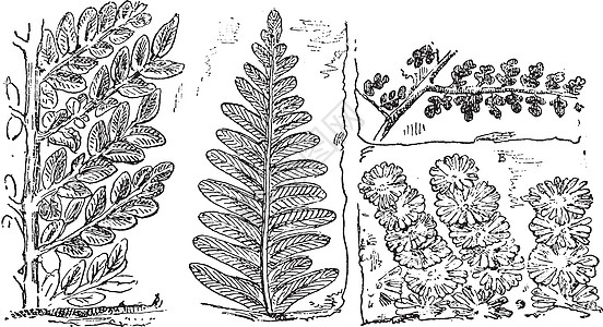 煤炭时期的化石植物复古雕刻图片