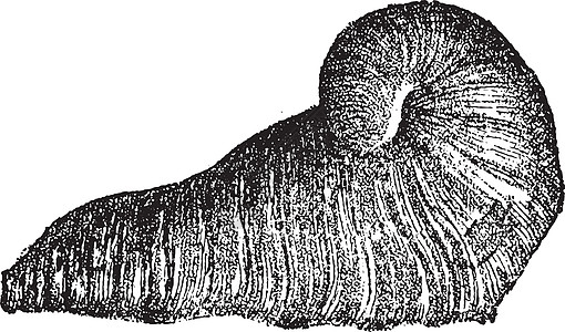 雕刻动物蚀刻科学生物白色生物学生长艺术品灭绝黑色图片