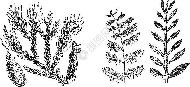 第二时期的植物化石复古版画图片