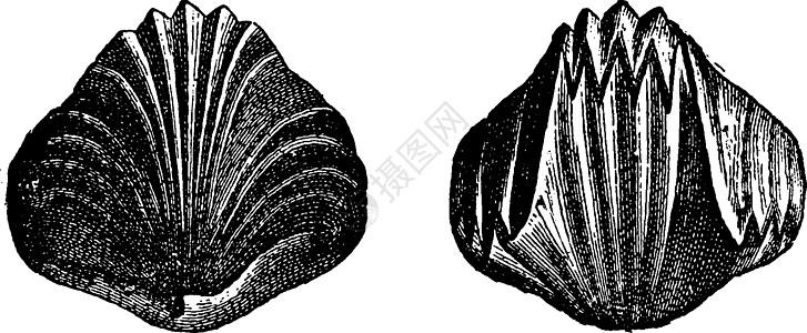 从不同侧面看的复古雕刻动物插图生物学绘画古董白色足类灭绝历史艺术品图片