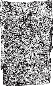 橡树树皮 古代雕刻图片