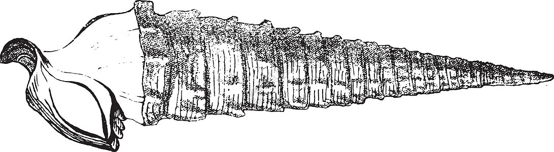 巴黎石灰石的锡尔提基安特尼图片