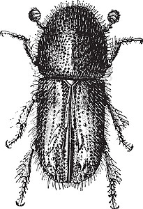 托米克斯查洛克肖像学 古代雕刻绘画生物学黑色动物白色昆虫学天线蚀刻艺术古董图片