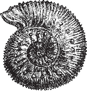 古代雕刻动物艺术品蚀刻插图黑色生物白色灭绝生物学艺术图片