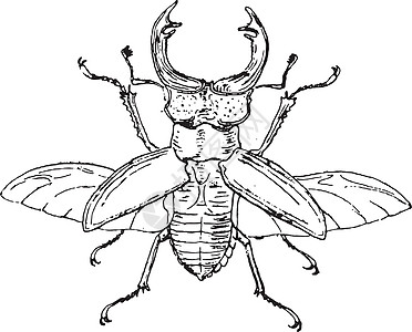 鹿甲虫 古代雕刻图片