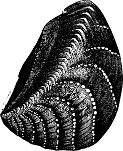 侏罗纪时期的无头软体动物和食胃动物 文塔古董历史性螺旋侧耳现存历史贝类艺术品绘画化石图片