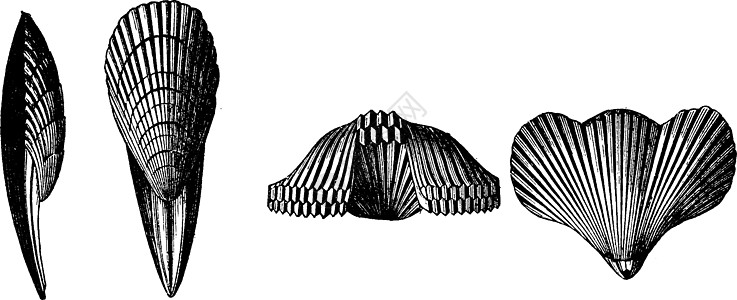 白垩纪复古雕刻的化石历史性黑色白色生物学艺术蚀刻雕刻孔雀灭绝古董图片