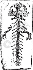 巨型萨拉曼德的骨架 古代雕刻图片