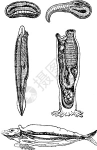 从无脊椎动物向脊椎动物的过渡 老古董图片