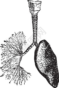 气管和支气管将空气引导至肺复古 engra图片