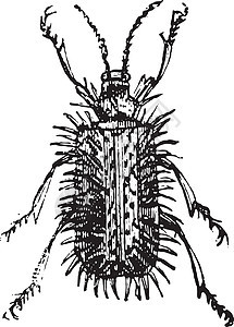 采叶甲虫或昆虫学草图生活生物学插图古董种皮绘画害虫矿业图片