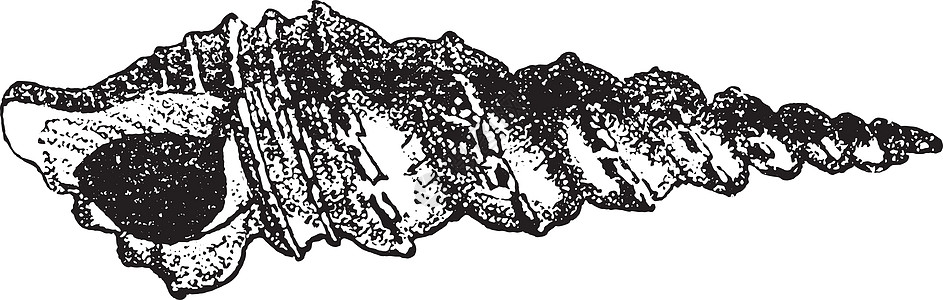 古代雕刻绘画壳类科学蚀刻动物螺旋白色生物学生长插图图片