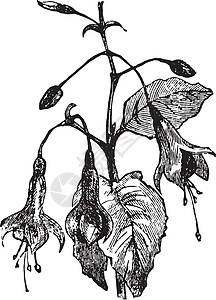 Fuchsia 古代雕刻图片