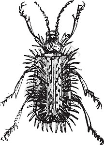 采叶甲虫或害虫动物群矿业绘画叶子生物学脊柱甲虫蚀刻生活图片