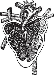 心脏的垂直部位 古代雕刻图片