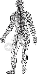 神经系统 老旧的雕刻图片