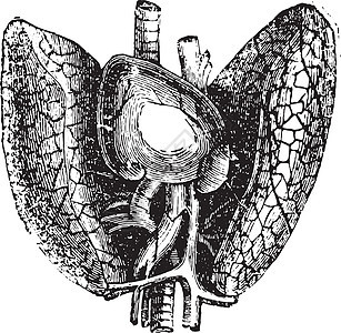 心脏和肺部 古老的雕刻图片