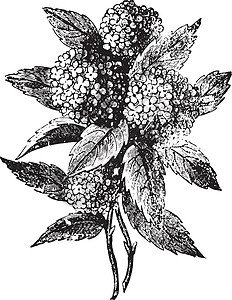 Hydrangea 古代雕刻图片