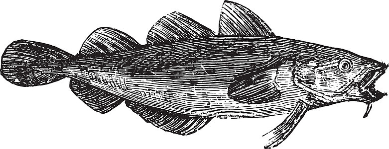 鳕鱼或加杜斯鱼图片