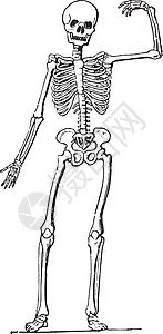 人体解剖学骨架复古雕刻图片
