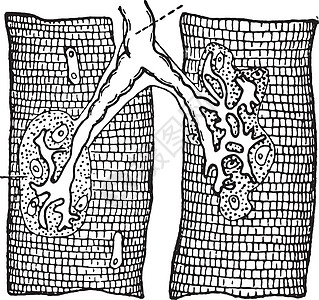 肌肉纤维中的神经末梢复古雕刻图片