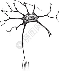 神经细胞工作者复古雕刻图片