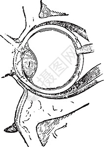 眼睛复古雕刻的肌肉图片