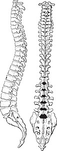 人体复古雕刻的脊柱图片