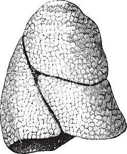 右肺 老旧的雕刻图片