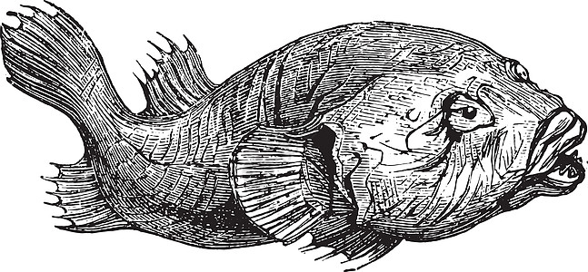 雕刻插图古董白色绘画生长艺术品社会海洋历史性生物学图片