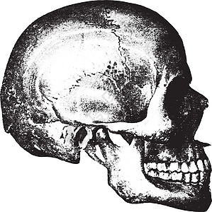 头骨的侧面视图 古代雕刻颧骨历史科学黑色艺术品插图舌骨白色牙科古董图片