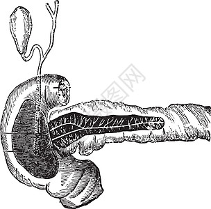 腐肉和胰腺汁的分泌 古老的雕刻图片