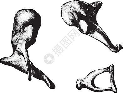 骨头的耳锤砧雕刻图片