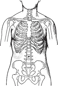 由显示女性骨骼状况的紧身胸衣变形骨盆脊柱绘画生物学插图古董白色雕刻科学肋骨图片