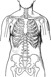 由显示女性骨骼状况的紧身胸衣变形骨盆脊柱绘画生物学插图古董白色雕刻科学肋骨图片
